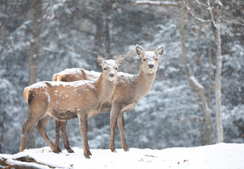 Red deer standing in the falling snow in Canada