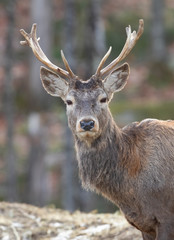 Red deer stag standing in the autumn forest in Canada