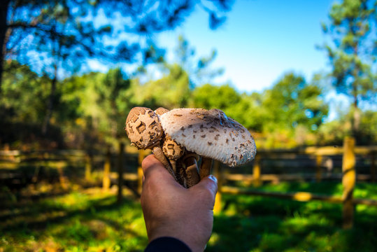 Hand holding some Lepiotas Mushrooms