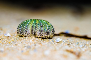 Sea Urchin shell