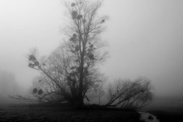 black and white tree in the mist