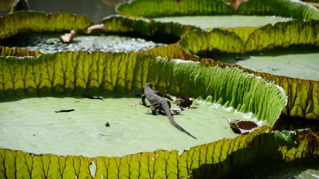 Huge monitor lizard is hunting near Victoria Amazonica Giant Water Lilies