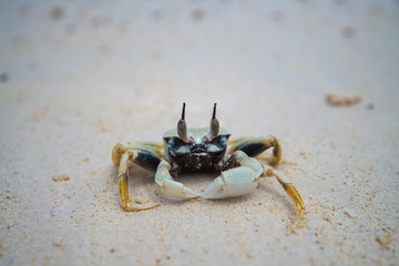 Crab walking on the beach, Thailand.