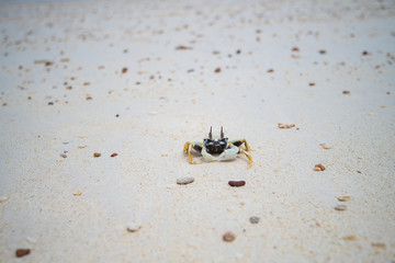 Crab walking on the beach, Thailand.