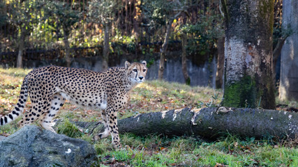 たたずむチーター