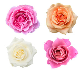 Top view blossom beautiful roses isolates white background 