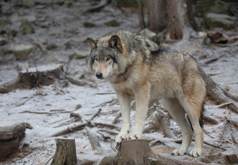 A lone Timber wolf or Grey Wolf Canis lupus portrait in the winter snow in Canada