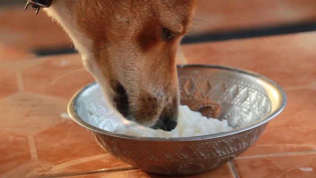 Indian country dog eating food in the home. Pet god eating food in the home