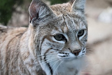 王子動物園　ボブキャット