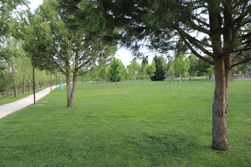 Fototapeta premium Parque