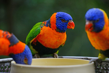 View of two colorful lorikeet birds in Melbourne, Australia