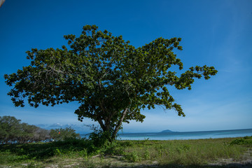 Fototapeta na wymiar Tree on the beach
