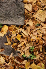 autumn yellowed leaf stairs nature