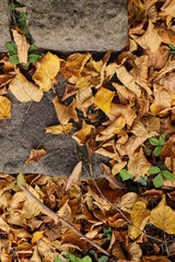 autumn yellowed leaf stairs nature