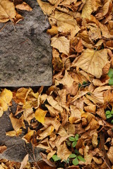 autumn yellowed leaf stairs nature