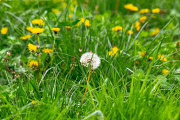 dandelions and other weeds among the grass. an overgrown backyard needs clearing. springtime lawn...