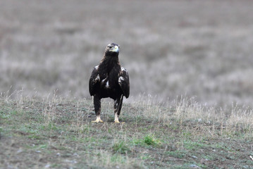 Adilt male of Spanish Imperial Eagle with the first lights of the morning, Aquila adalberti