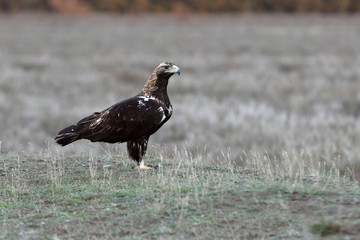 Adult male of Spanish Imperial Eagle photographed with the first lights of the morning, eagles, falcons, birds, Aquila adalberti