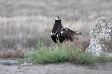 Adult male of Spanish Imperial Eagle photographed with the first lights of the morning, eagles, falcons, birds, Aquila adalberti