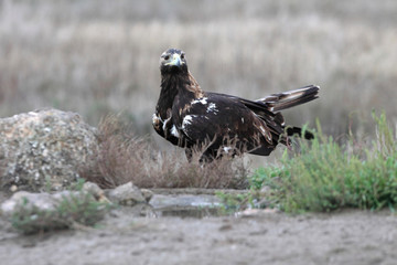 Adilt male of Spanish Imperial Eagle with the first lights of the morning, Aquila adalberti