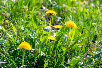 yellow dandelion flowers in the tall green grass. springtime nature background on a sunny day.