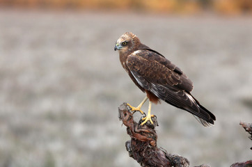 Female of Western marsh harrier with the last lights of the afternoon, hawk, harrier, falcon,...
