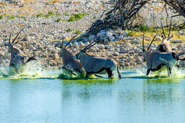 Gemsbok at Okaukuejo Waterhole.