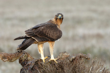 One year old female of Bonelli´s Eagle