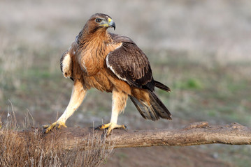 One year old female of Bonelli´s Eagle