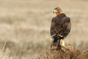 One year old female of Bonelli´s Eagle photographed with the first lights of the morning, eagles, birds, Aquila fasciata