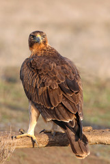 Young female of Bonelli´s Eagle early morning, eagles, birds, raptors, falcons, hawk, Aquila fasciata