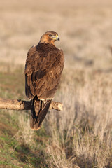 Young female of Bonelli´s Eagle, raptor, eagles, birds,  Aquila fasciata