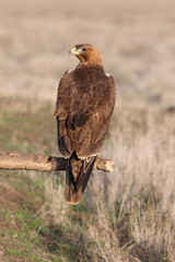 Young female of Bonelli´s Eagle, raptor, eagles, birds,  Aquila fasciata