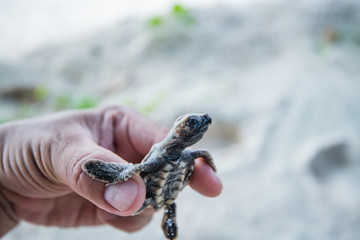 Sea Turtle in hand