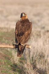 Young female of Bonelli´s Eagle, raptor, eagles, birds,  Aquila fasciata