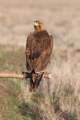 One year old female of Bonelli´s Eagle photographed with the first lights of the morning, eagles, birds, Aquila fasciata
