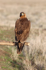 One year old female of Bonelli´s Eagle