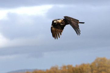 Five years old female of Spanish imperial eagle with the first lights of the morning