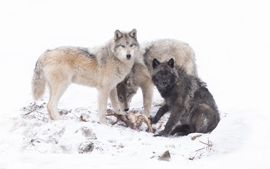 Three Black wolves isolated on white background eating in the winter snow in Canada