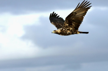 Fototapeta na wymiar Five Years old female of Spanish Imperial Eagle flying, birds, eagles, raptors, aquila adalberti