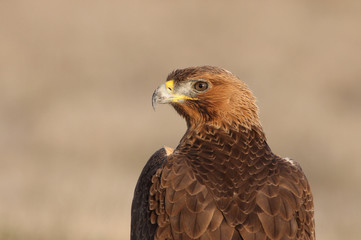 Young female of Bonelli´s Eagle with the first lights of the day, eagle, birds, raptors, Aquila fasciata