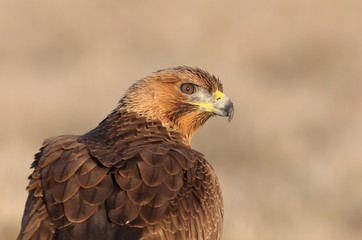 One year old female of Bonelli´s Eagle