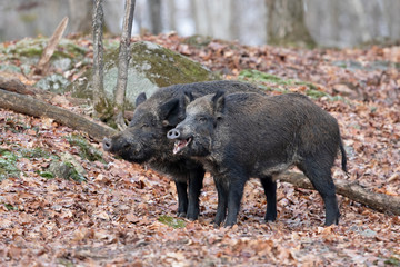 Two wild boars standing in the forest in Canada
