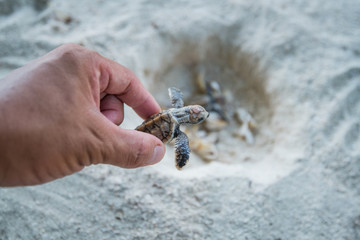 Sea Turtle in hand