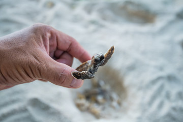 Sea Turtle in hand