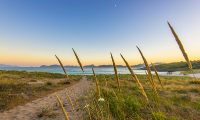 Grass growing on dunes