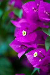 Purple Bougainvillea daisy on graden