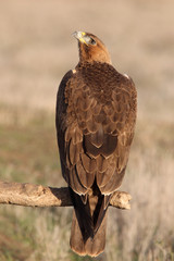 One year old female of Bonelli´s Eagle with the first lights of the morning, Aquila fasciata