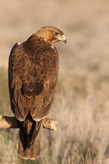 Young female of Bonelli´s Eagle with the first lights of the day, eagle, birds, raptors, Aquila fasciata