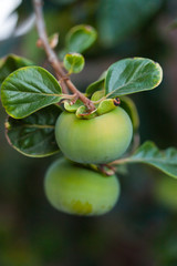 Green persimmon on the tree